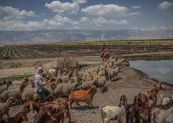 اعضای داعش صدها گوسفند را در سوریه دزدیده و به یک ملیشه محلی فروخته است