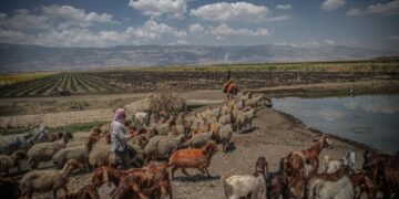 اعضای داعش صدها گوسفند را در سوریه دزدیده و به یک ملیشه محلی فروخته است